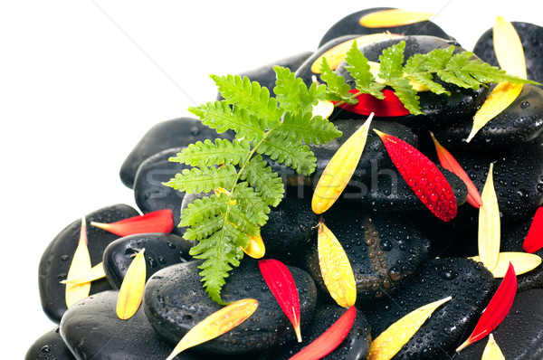 Stok fotoğraf: Yeşil · eğreltiotu · kırmızı · sarı · yaprakları · siyah