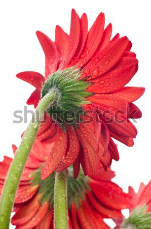 Red gerbera flower back extreme close up Stock photo © calvste