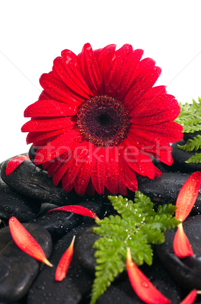 Stockfoto: Rood · bloemblaadjes · varen · zwarte · zen · steen