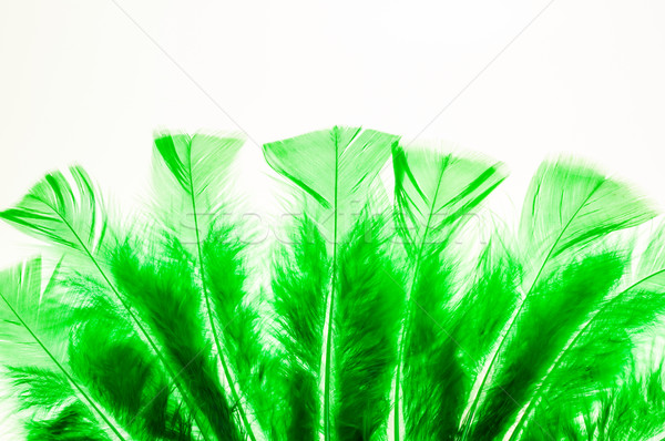Groene pluizig zoals fan veren Stockfoto © calvste
