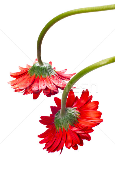 Two hanging red gerbera flower from the top Stock photo © calvste