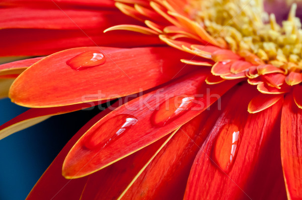 Red gebera flower extreme close up Stock photo © calvste