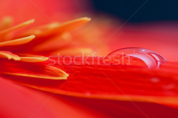 Drop of water on a Red gebera petal close up Stock photo © calvste
