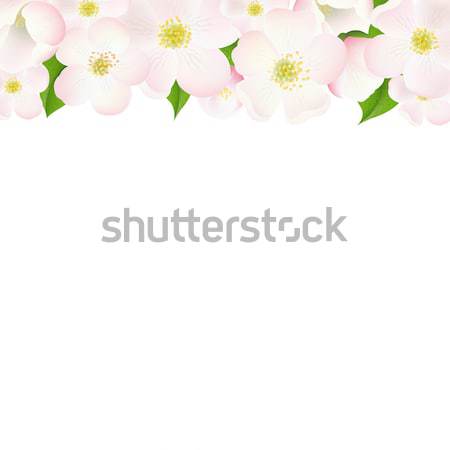 Zdjęcia stock: Jabłoń · kwiaty · granicy · gradient · kwiat