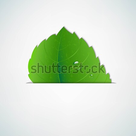 Green Leaf With Divide Stock photo © cammep