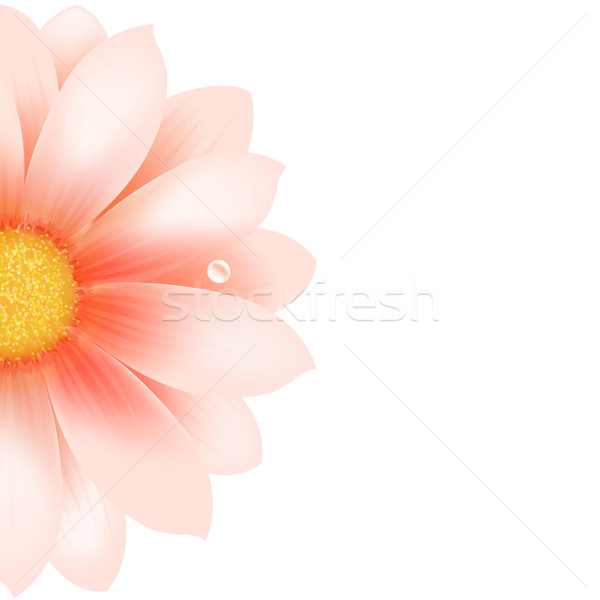 Roz floare izolat alb apă primăvară trandafir Imagine de stoc © cammep