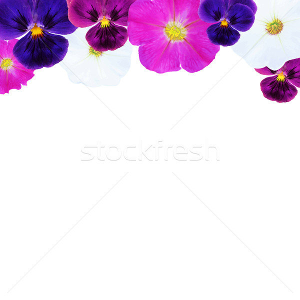 Flowes Card  Stock photo © cammep