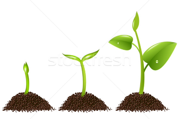Stock photo: Sprouts