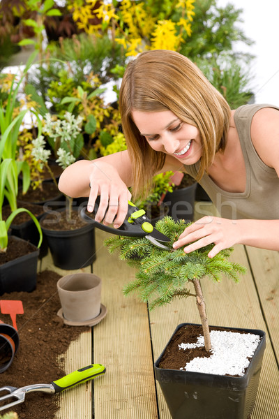 Gardening - woman trimming bonsai tree Stock photo © CandyboxPhoto
