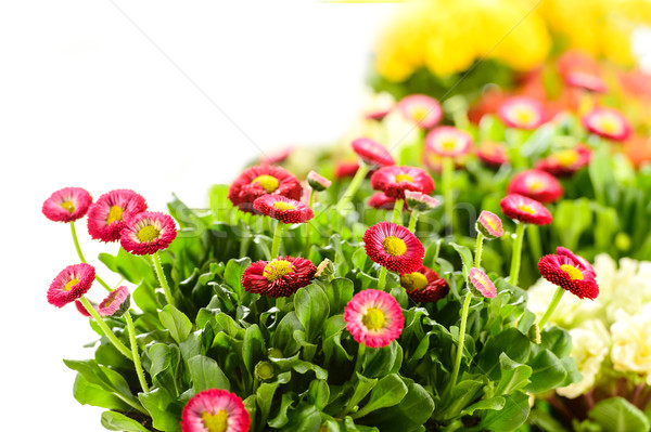 Bellis potted plant spring flower Stock photo © CandyboxPhoto