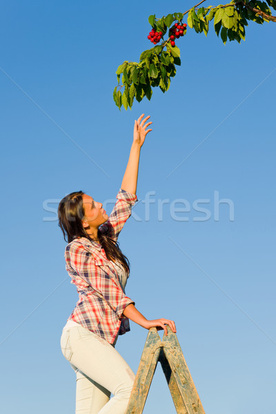 Foto stock: Cereza · árbol · mujer · alto · rama · verano