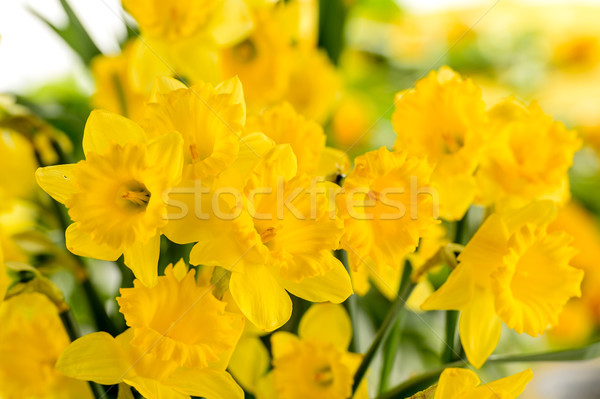 Detaliu galben flori de primăvară floare natură plantă Imagine de stoc © CandyboxPhoto