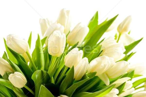 Köteg fehér tulipánok tavaszi virágok virág esküvő Stock fotó © CandyboxPhoto