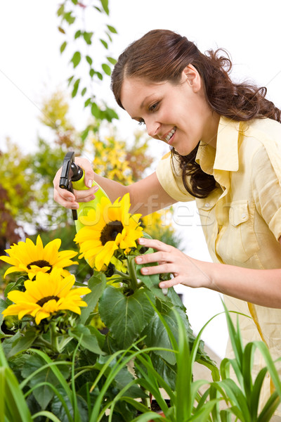 Gardening - woman sprinkling water on sunflower blossom Stock photo © CandyboxPhoto