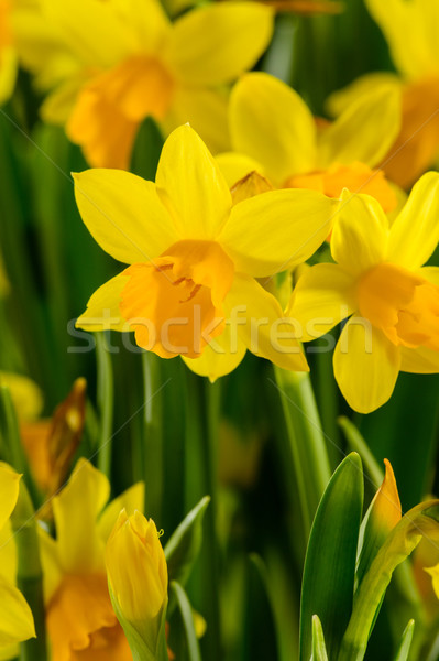 Yellow narcissus spring flowers Stock photo © CandyboxPhoto