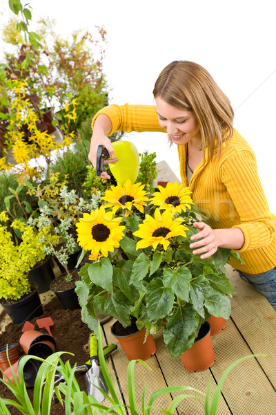 Gardening - woman sprinkling water to sunflowers  Stock photo © CandyboxPhoto