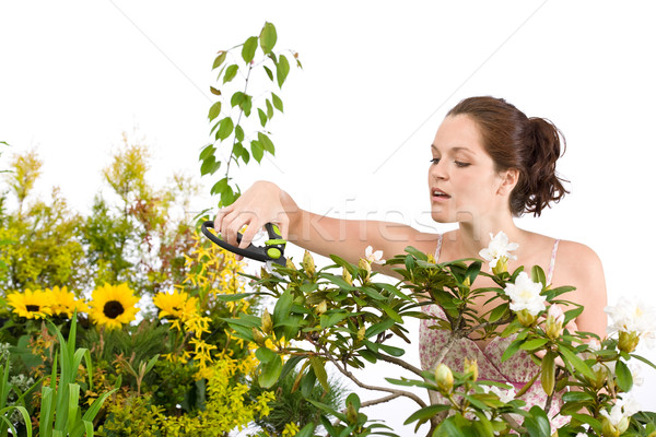 Gardening - woman cutting flower with pruning shears Stock photo © CandyboxPhoto