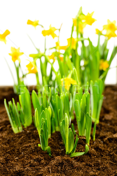 Seedling of narcissus spring flowers Stock photo © CandyboxPhoto