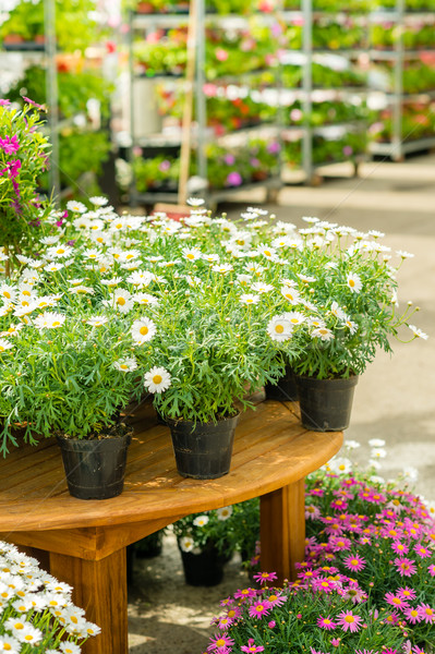 Potted flowers on table in garden shop Stock photo © CandyboxPhoto
