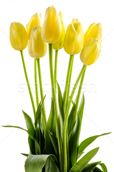 Yellow tulips flowers with long stalk Stock photo © CandyboxPhoto