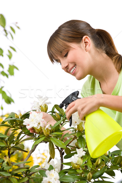 Gardening - woman sprinkling water on Rhododendron blossom flowe Stock photo © CandyboxPhoto