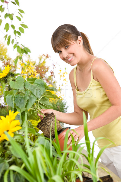 Stock fotó: Kertészkedés · mosolygó · nő · tart · virágcserép · napraforgó · fehér