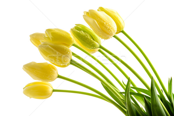 Yellow tulips flowers with long stalk Stock photo © CandyboxPhoto