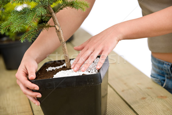 Gardening - female hands take care of bonsai tree Stock photo © CandyboxPhoto