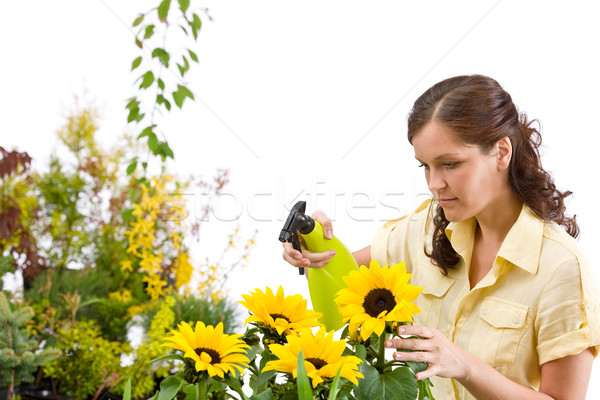 Gardening - woman sprinkling water on sunflower blossom Stock photo © CandyboxPhoto