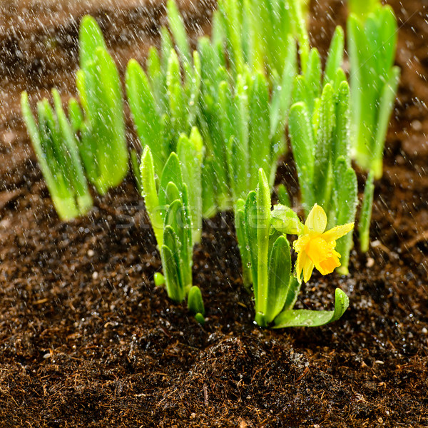商业照片: 苗· 春天的花朵 · 成长 ·水· 性质 · 植物