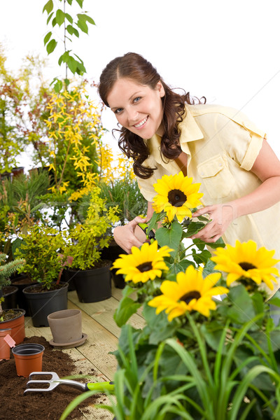 Stockfoto: Tuinieren · vrouw · zonnebloemen · planten · witte
