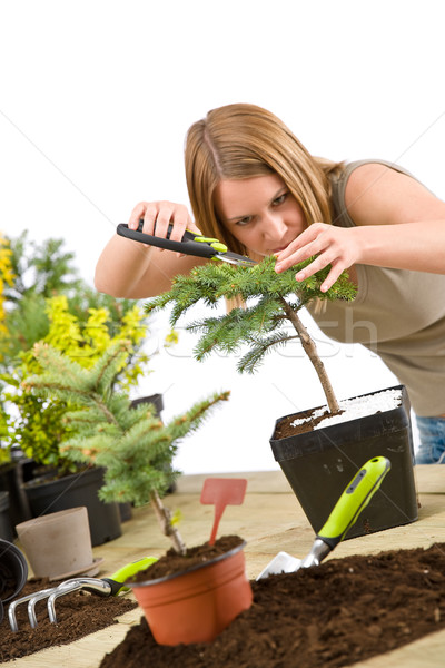 Foto stock: Jardinagem · mulher · bonsai · árvore · foco