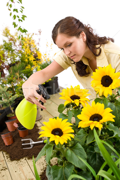 Gardening - woman sprinkling water on sunflower blossom Stock photo © CandyboxPhoto