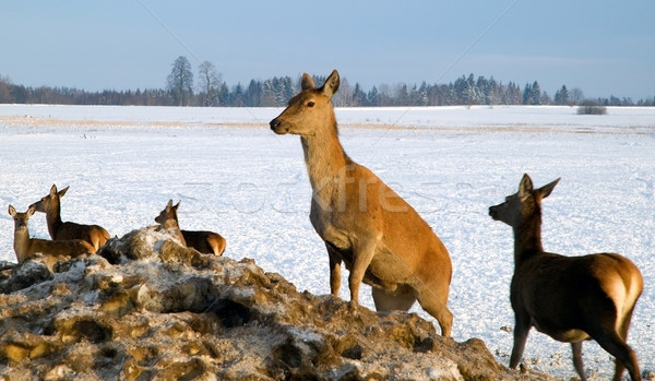 Foto d'archivio: Cervo · inverno · campi · neve · animale