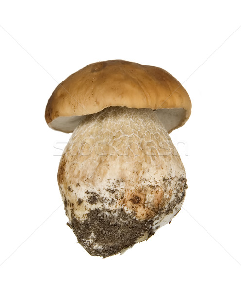 [[stock_photo]]: Cèpes · blanche · champignons · forêt · nature · légumes
