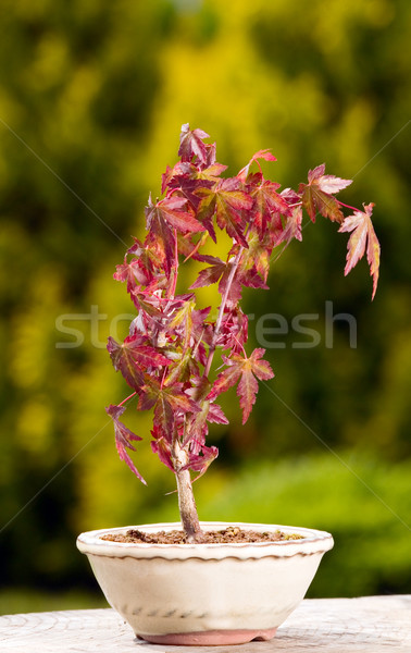 Artar bonsai oală verde natură fundal Imagine de stoc © carenas1