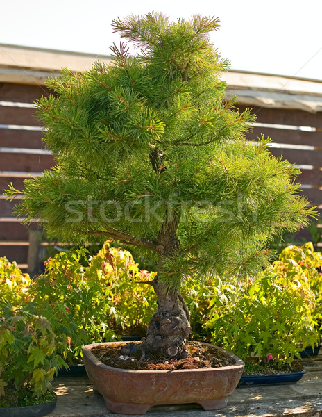 Bonsai pot tuin japans natuur plant Stockfoto © carenas1