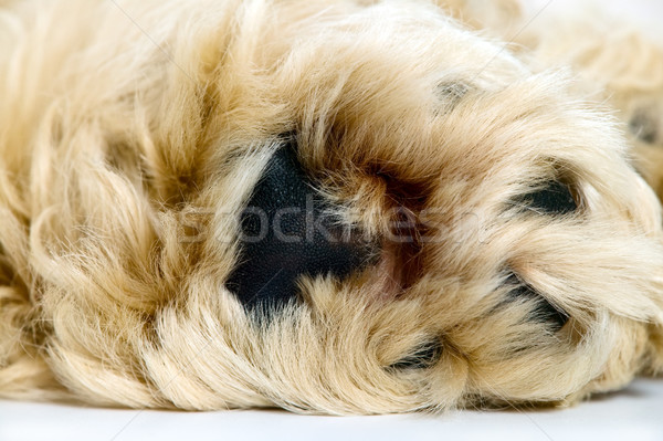 Dormir chiot chien blanche fond jeunes [[stock_photo]] © carenas1