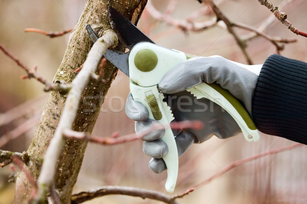 Zdjęcia stock: Człowiek · rękawice · cięcie · drzewo · drewna