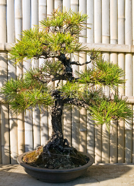 Bonsai oală grădină japonez natură plantă Imagine de stoc © carenas1