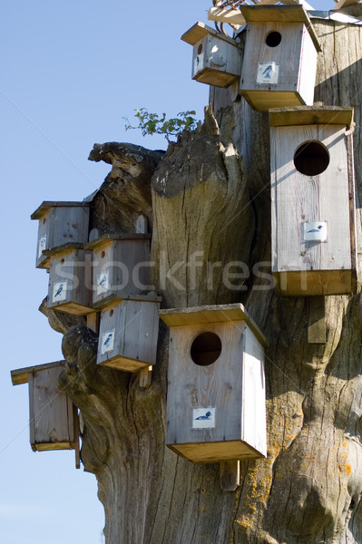 Nesting box Stock photo © carenas1