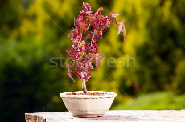 Artar bonsai oală verde natură fundal Imagine de stoc © carenas1