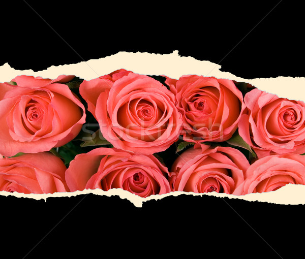 Sheet of paper with roses Stock photo © carenas1