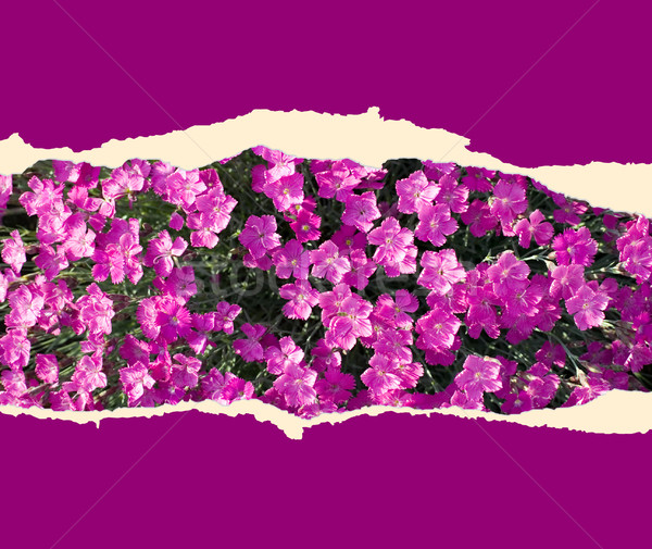 Sheet of paper with flowers Stock photo © carenas1