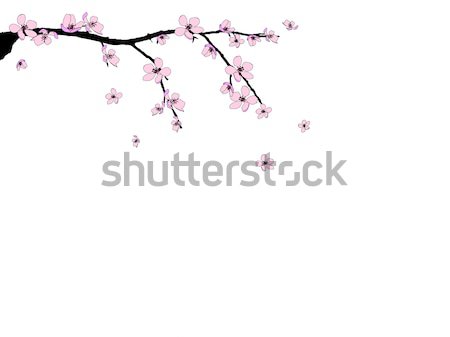 Stock photo: Branch of beautiful cherry blossom 