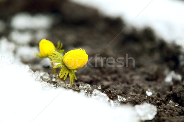 Yellow flower on soil, snow around Stock photo © carenas1