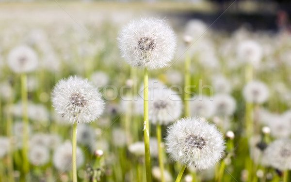 Stock photo: Field of dandelions