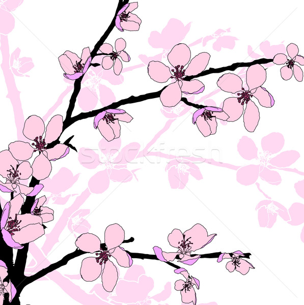 Ramo belo flor de cereja sazonal rosa flor Foto stock © carenas1