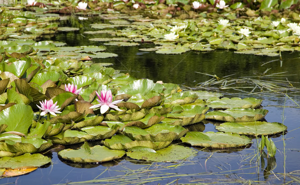 Virágok zöld levelek lebeg víztükör nyár zöld Stock fotó © carenas1