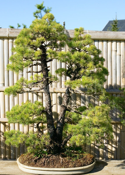 Bonsai Topf Garten japanisch Natur Anlage Stock foto © carenas1